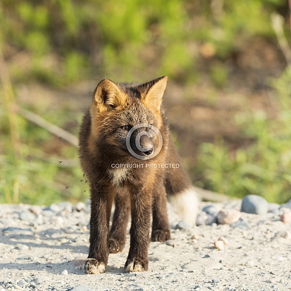A Red Cross Fox Kit in Alaska