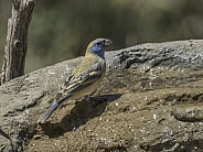 Lazuli Bunting Female in Arizona