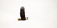 Bald Eagle (wild)