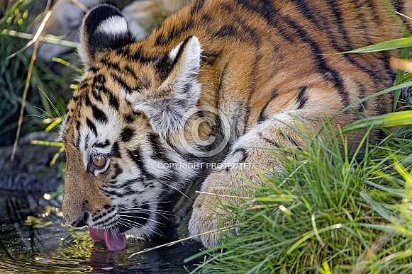 Amur Tiger Cub Drinking