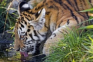 Amur Tiger Cub Drinking