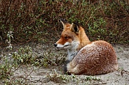 Red Fox in nature