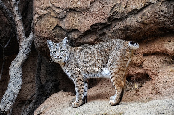 Bobcat