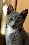 Francine's Cat