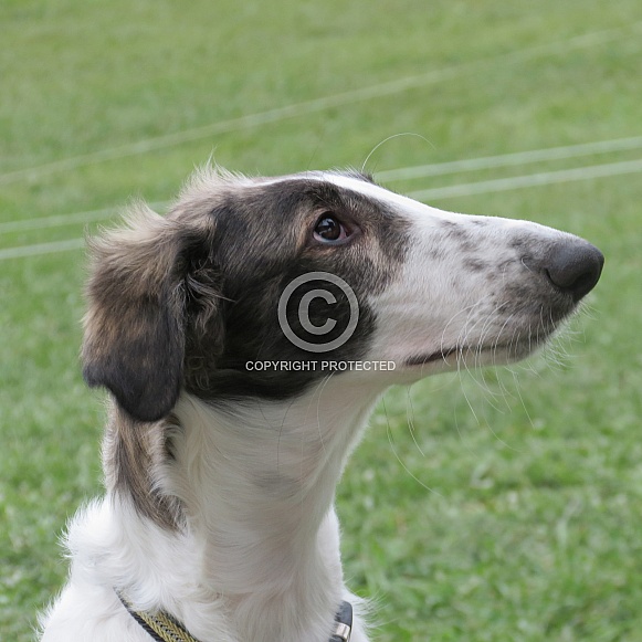 Young Borzoi Young Borzoi