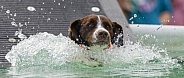 Brittany Spaniel