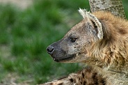 Spotted Hyena Side Profile Head Shot