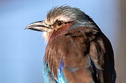 Lilac Breasted Roller Close Up