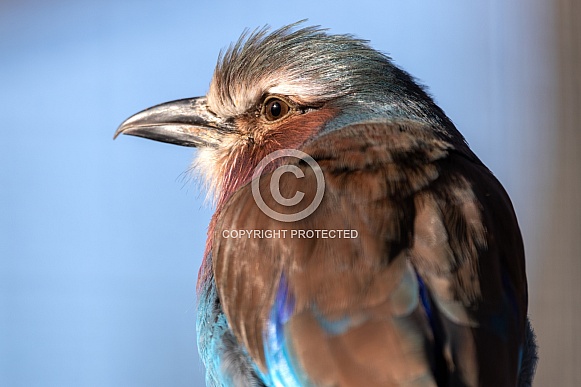 Lilac Breasted Roller Close Up