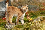 Lynx cub