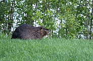 Beaver in nature