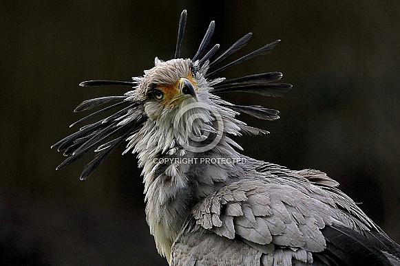 Secretary bird Secretary bird
