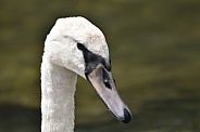 A Mute Swan Close Up