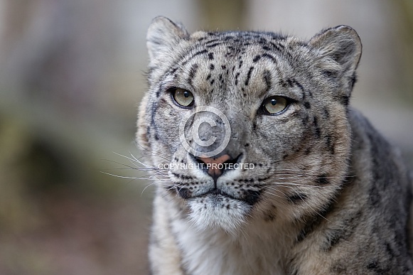 Snow Leopard