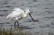 The Eurasian spoonbill