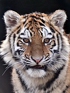 Amur Tiger