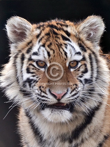 Amur Tiger