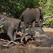 Mud Bath - African Elephant - Botswana