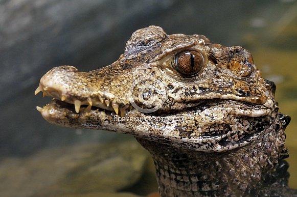 Cuvier's Dwarf Caiman Cuvier's Dwarf Caiman