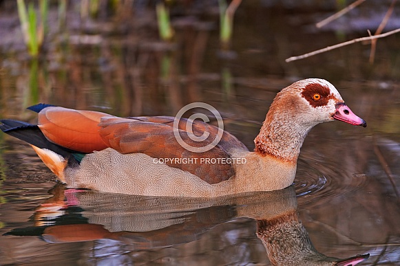 Egyptian Goose