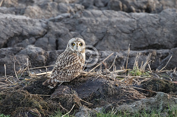 The short-eared owl (Asio flammeus)