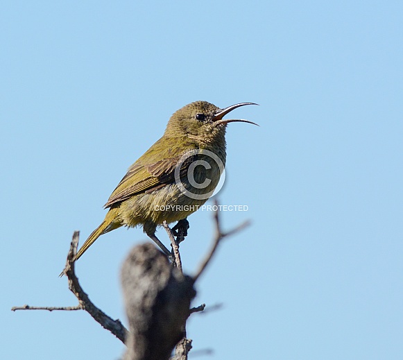 Female Orange-breasted Sunbird singing