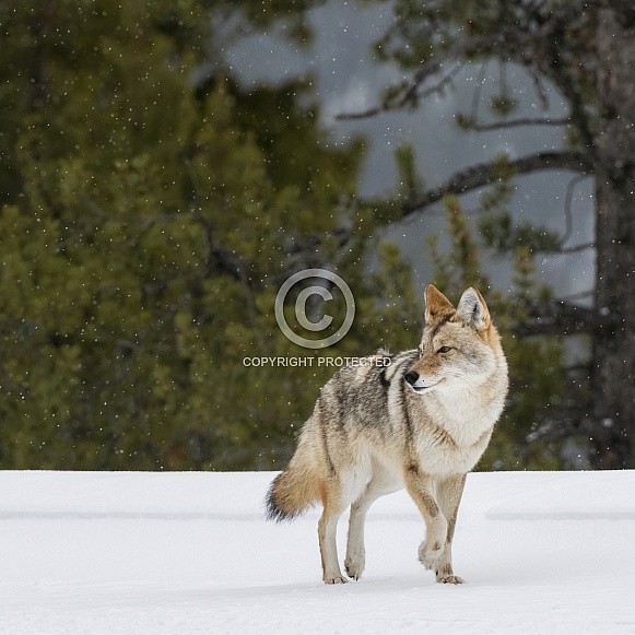 Coyote