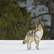 Coyote