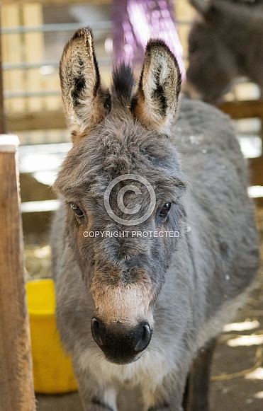 Miniature Donkey