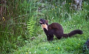 Pine Marten
