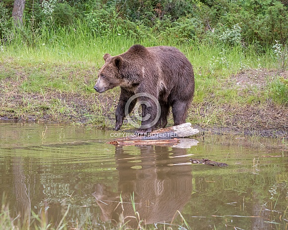 Grizzly Bear - Male