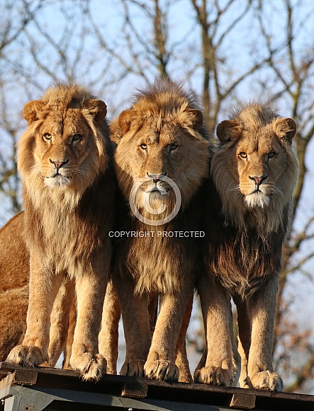 African lion brothers