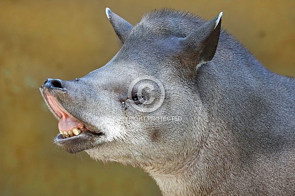Tapir Tapir