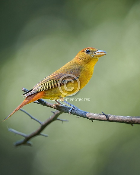 Female Summer Tanager