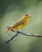 Female Summer Tanager