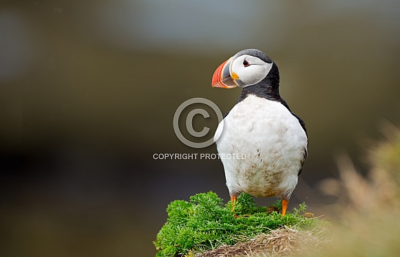 Puffin the birds from the arctic.