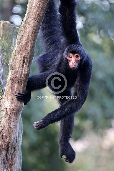 Red-faced spider monkey (Ateles paniscus) Red-faced spider monkey (Ateles paniscus)