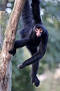 Red-faced spider monkey (Ateles paniscus)