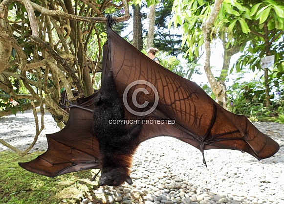 Malayan flying fox