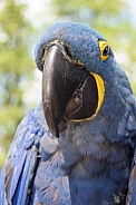 Hyacinth macaw resting in the sun