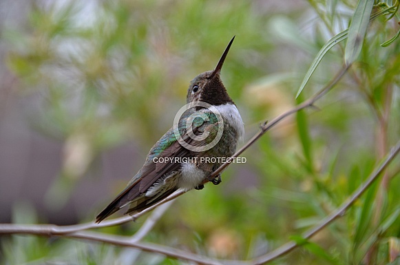 Hummingbird - Broad-tailed