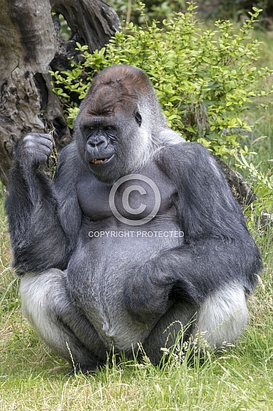 Western lowland Gorilla (Gorilla gorilla gorilla)