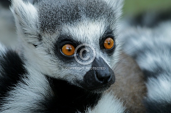 White-tailed Lemur