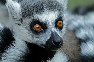 White-tailed Lemur