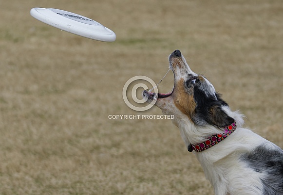 Border Collie or Australian Shepherd