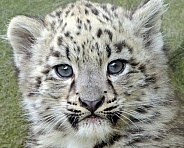 Snowleopard