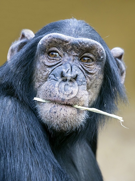 Chimpanzee Chimpanzee