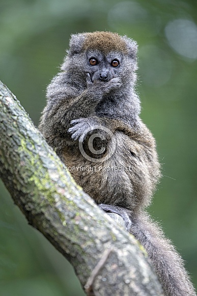 Lac Alaotra bamboo lemur (Hapalemur alaotrensis)