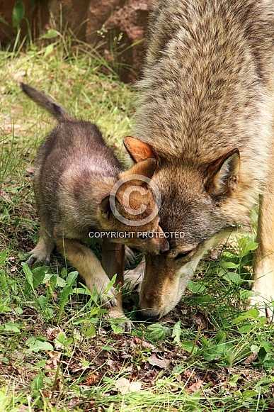 Wolf and Wolf Pups