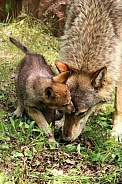 Wolf and Wolf Pups